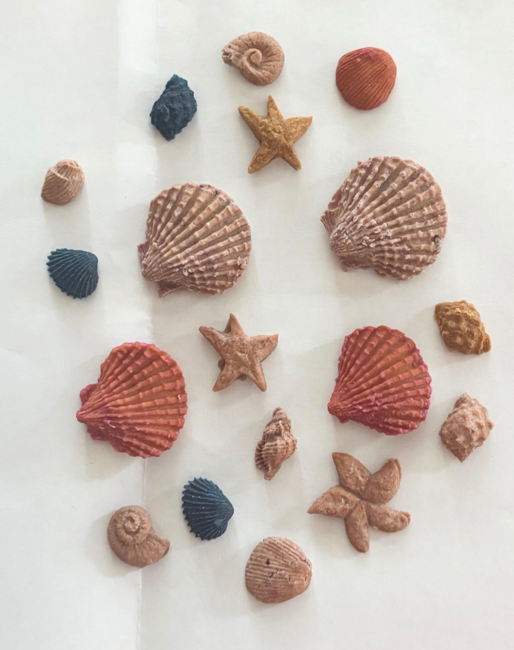 sea shell treats — freeze dried (chicken)