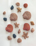 sea shell treats — dehydrated (chicken)