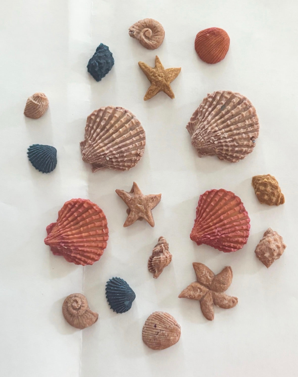sea shell treats — dehydrated (chicken)