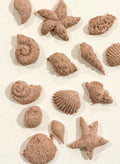 sea shell treats — freeze dried (chicken)